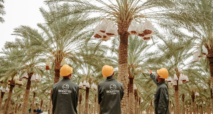 men in workwear and safety helmets standing among date palms