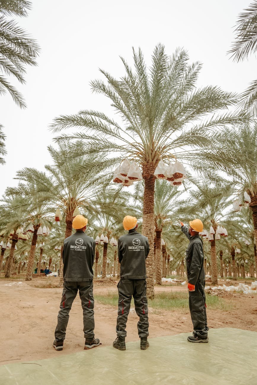 men in workwear and safety helmets standing among date palms