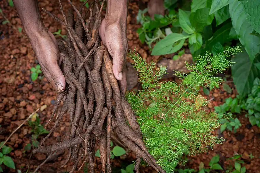 The English term for "shatavari" is Asparagus racemosus. It's also known as wild asparagus and is an Ayurvedic herb valued for supporting female reproductive health, immunity, and vitality, acting as an adaptogen and rejuvenator.