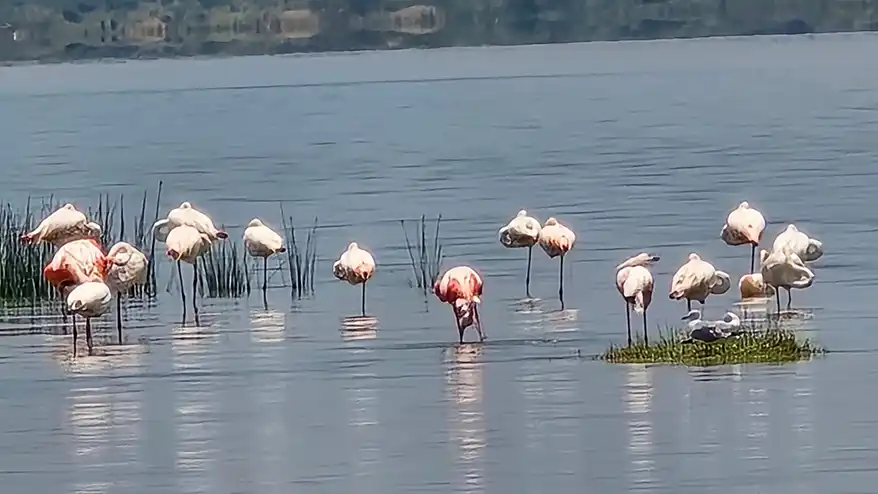 A journey through Lake Elementaita and Lake Nakuru reveals how changing rainfall patterns are reshaping ecosystems and communities in East Africa's Rift Valley
