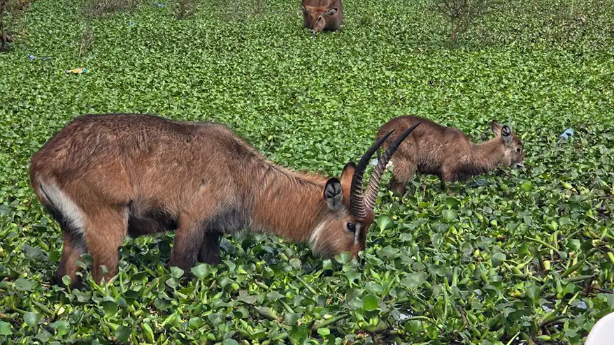 A journey through Lake Elementaita and Lake Nakuru reveals how changing rainfall patterns are reshaping ecosystems and communities in East Africa's Rift Valley