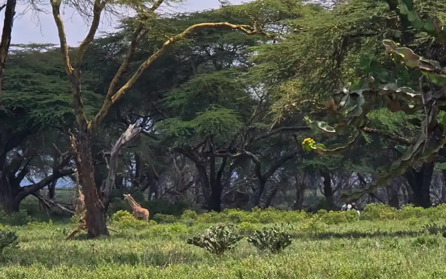 A giraffe partially visible among lush green vegetation and acacia trees in a serene landscape.