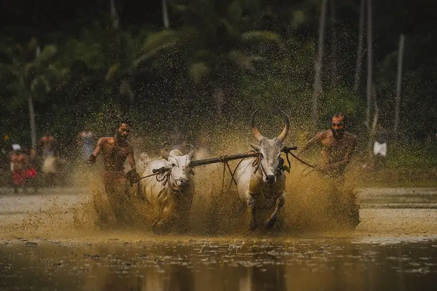 In Kerala, it began with a 40-acre stretch of abandoned paddy fields that the villagers of Pirappamankadu had named Kanneer Paadam alias the Field of Tears. For two decades, this land, just 28 kilometers from Kerala's capital Trivandrum, had known only failure: failed crops, failed monsoons, and failed dreams that drove farmers away from their ancestral occupation.