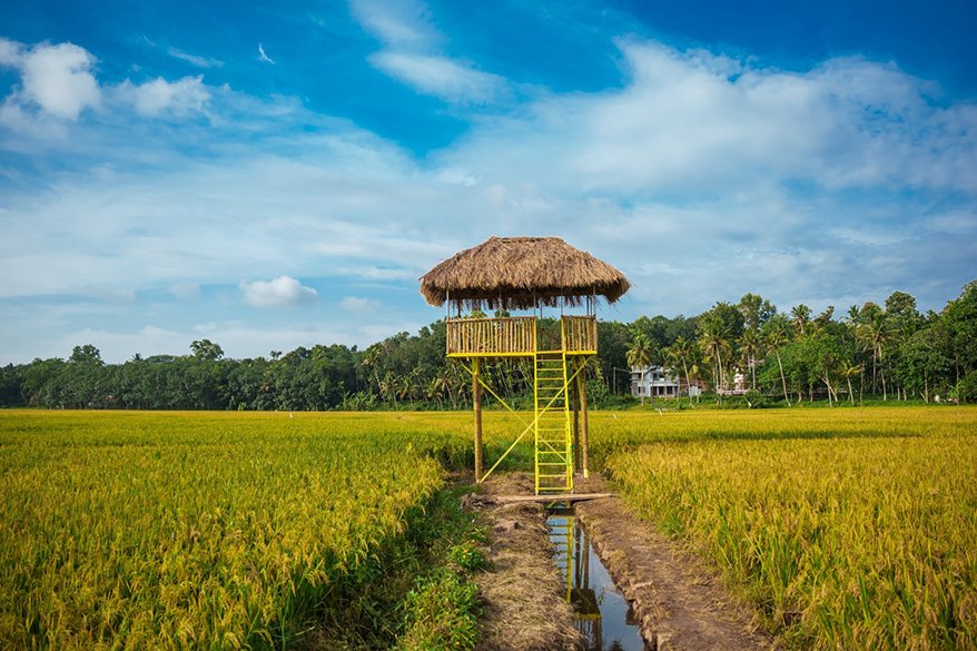 In Kerala, it began with a 40-acre stretch of abandoned paddy fields that the villagers of Pirappamankadu had named Kanneer Paadam alias the Field of Tears. For two decades, this land, just 28 kilometers from Kerala's capital Trivandrum, had known only failure: failed crops, failed monsoons, and failed dreams that drove farmers away from their ancestral occupation.
