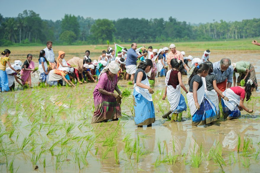 In Kerala, it began with a 40-acre stretch of abandoned paddy fields that the villagers of Pirappamankadu had named Kanneer Paadam alias the Field of Tears. For two decades, this land, just 28 kilometers from Kerala's capital Trivandrum, had known only failure: failed crops, failed monsoons, and failed dreams that drove farmers away from their ancestral occupation.