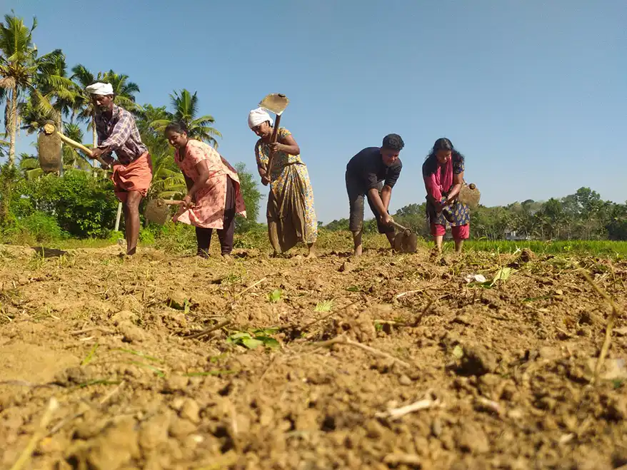 In Kerala, it began with a 40-acre stretch of abandoned paddy fields that the villagers of Pirappamankadu had named Kanneer Paadam alias the Field of Tears. For two decades, this land, just 28 kilometers from Kerala's capital Trivandrum, had known only failure: failed crops, failed monsoons, and failed dreams that drove farmers away from their ancestral occupation.