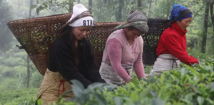 The Central Tea Cooperative Federation (CTCF) has been the driving force of this transformation. From a modest farmers' collective, CTCF today serves as a national umbrella organization, uniting over 101 primary tea cooperatives across 14 districts and supporting approximately 8,500 farming households. Through this unity, small farmers are empowered to strengthen their voices and improve their livelihoods.