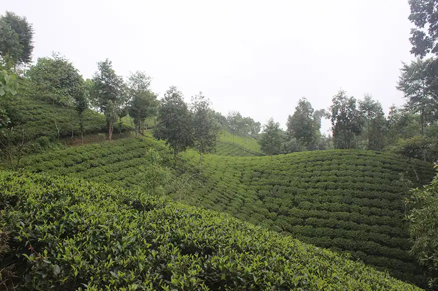 The Central Tea Cooperative Federation (CTCF) has been the driving force of this transformation. From a modest farmers' collective, CTCF today serves as a national umbrella organization, uniting over 101 primary tea cooperatives across 14 districts and supporting approximately 8,500 farming households. Through this unity, small farmers are empowered to strengthen their voices and improve their livelihoods.
