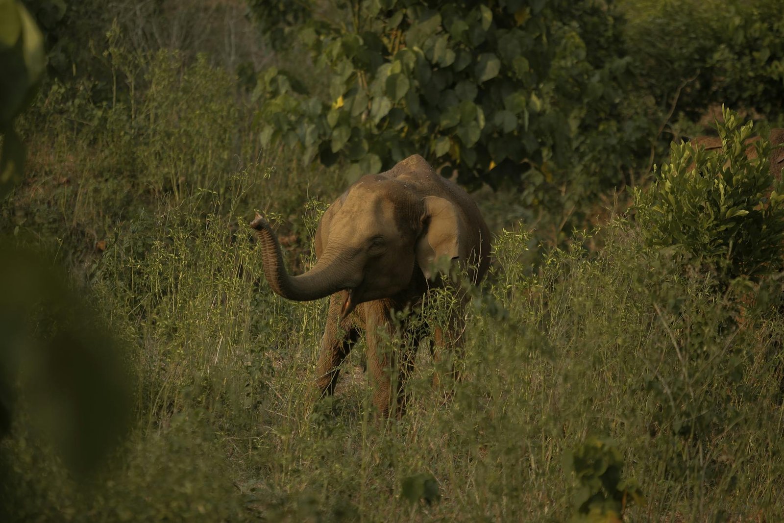 chokkana is a village in kodakkara in thrissur