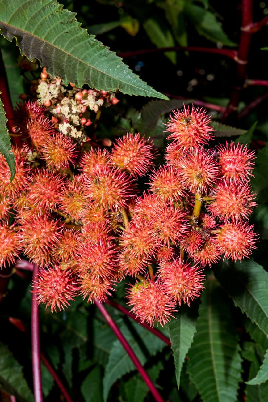 vibrant castor oil plant ricinus communis
