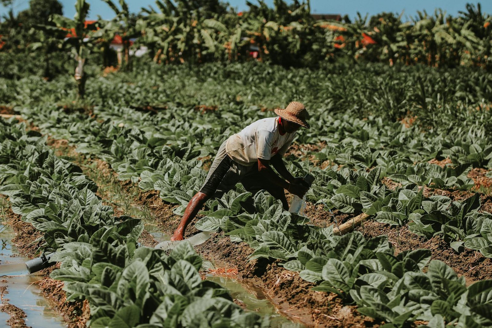 traditional tobacco farming in east java