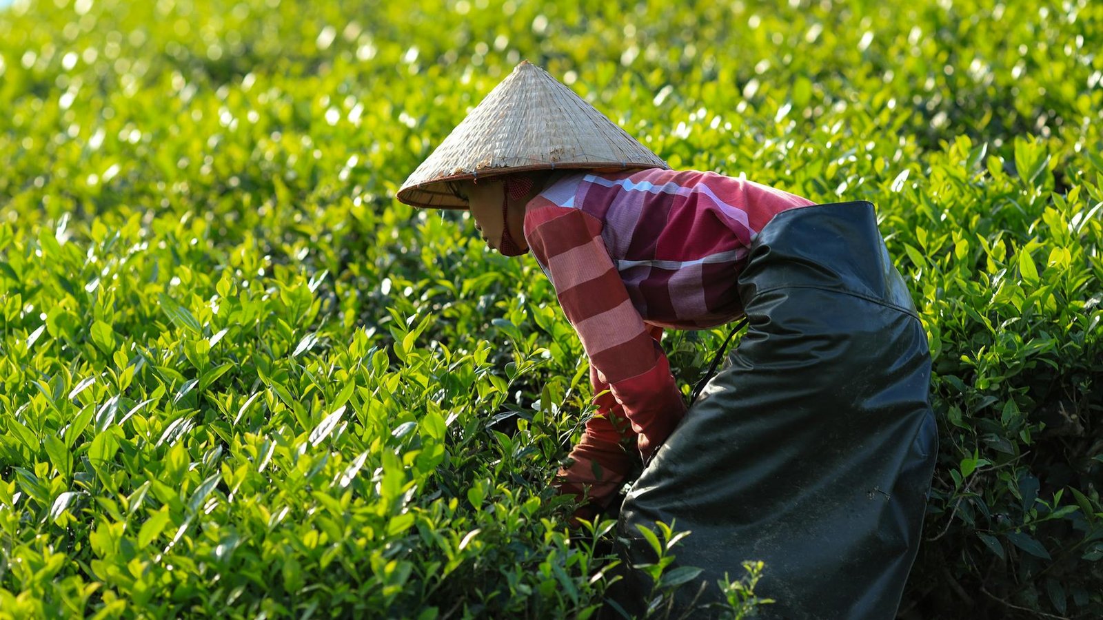 vietnamese tea farmer harvesting in phu th