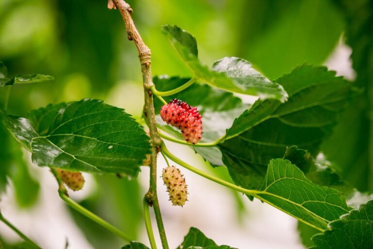 close up shot of red mulberry fruits