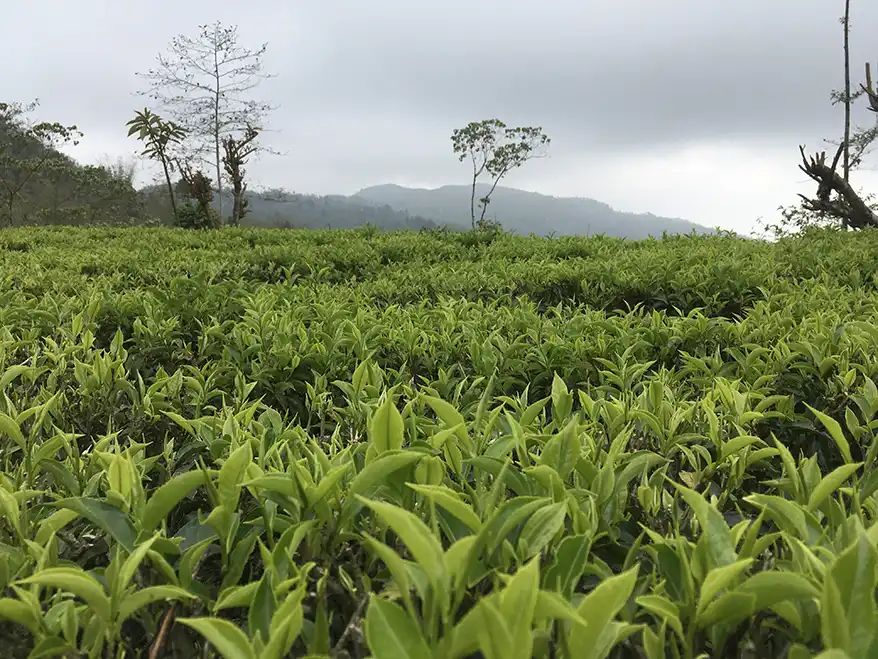 The Central Tea Cooperative Federation (CTCF) has been the driving force of this transformation. From a modest farmers' collective, CTCF today serves as a national umbrella organization, uniting over 101 primary tea cooperatives across 14 districts and supporting approximately 8,500 farming households. Through this unity, small farmers are empowered to strengthen their voices and improve their livelihoods.