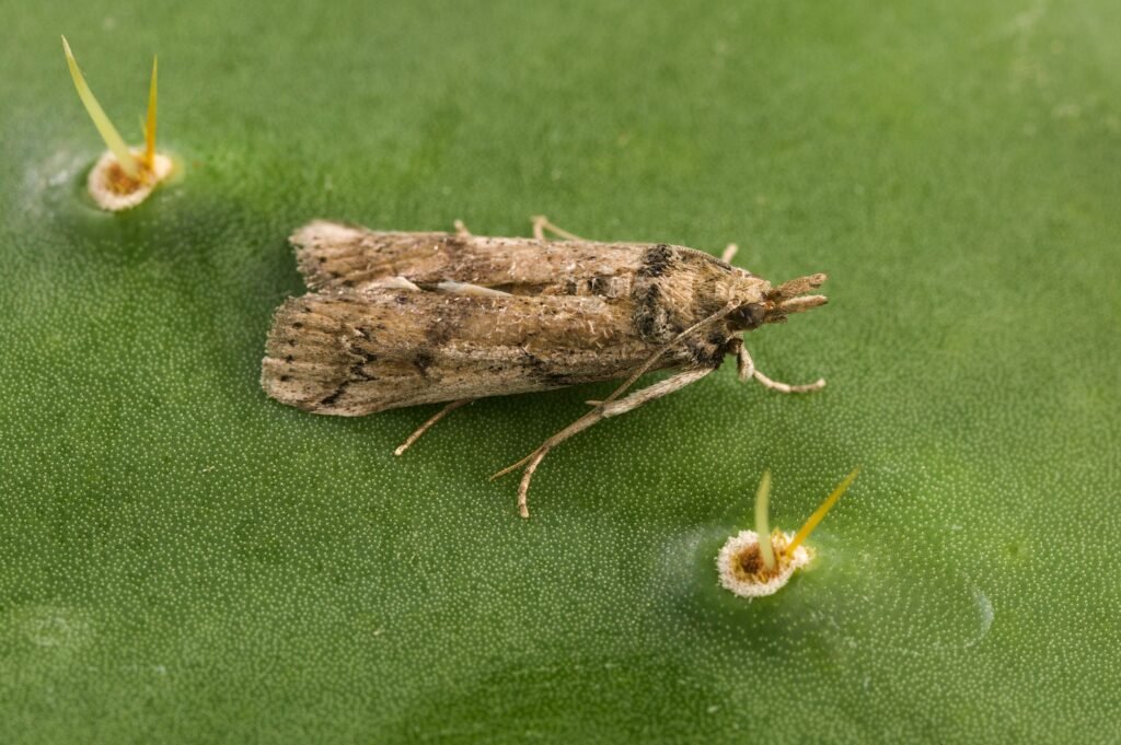 A close-up of a mottled brown moth resting on a green cactus pad, with sharp spines and tiny puncture marks visible on the surface.