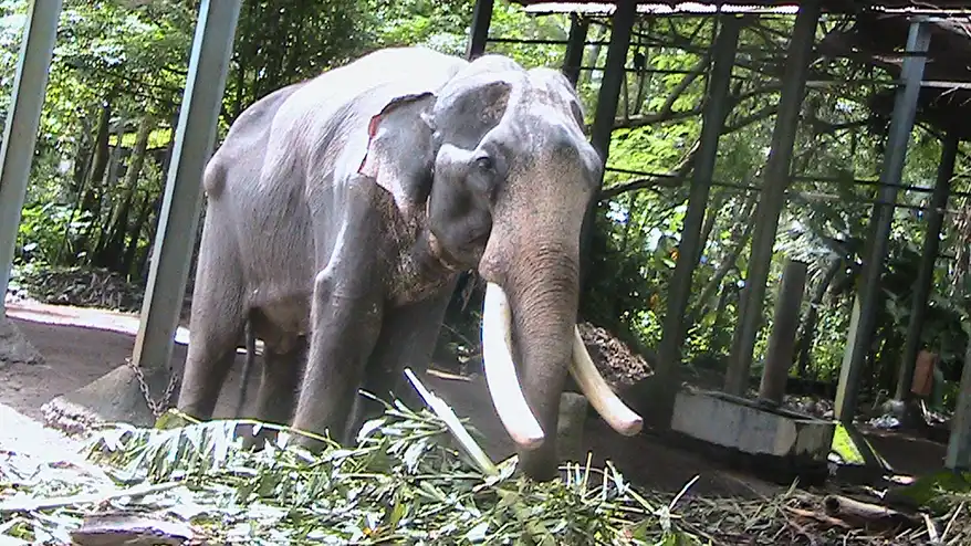 Elephant at Punnathur Kotta