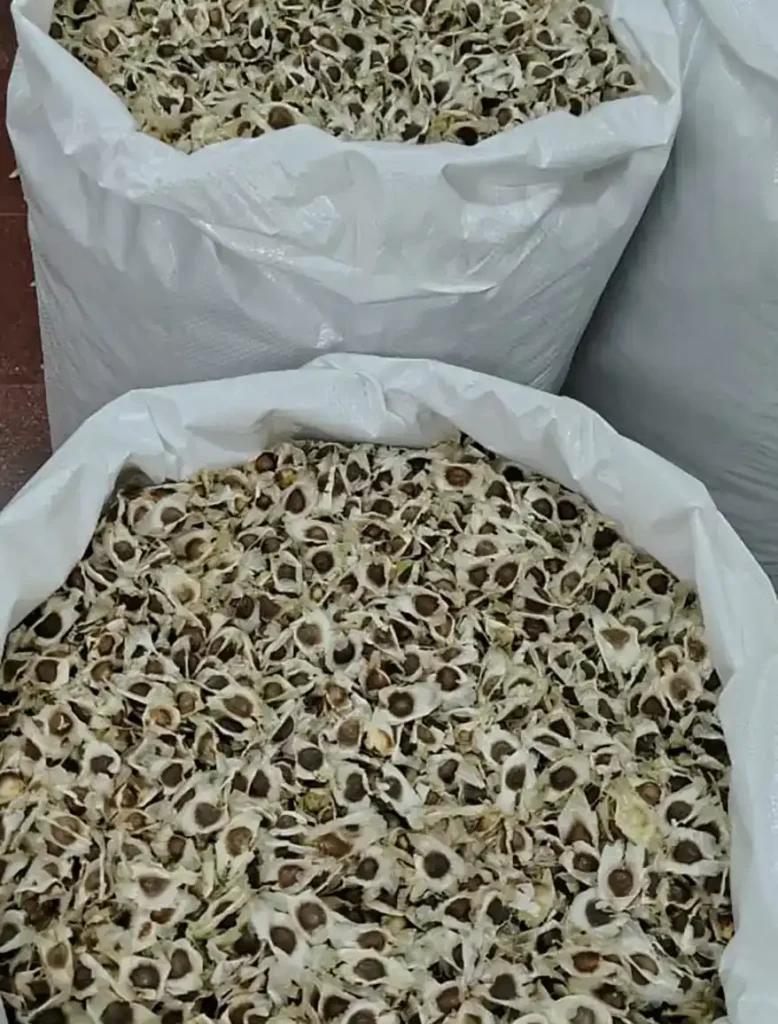 Moringa seeds from S Umesh Rao's farm 