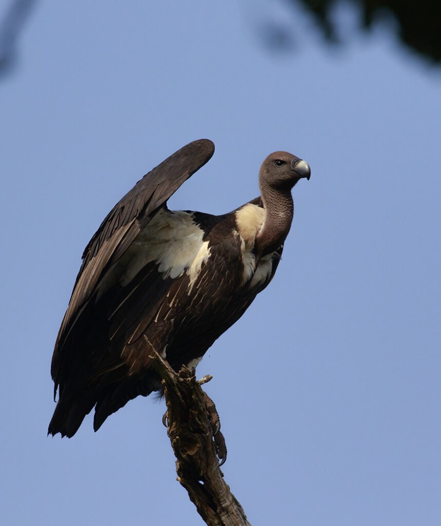 The diversity of habitats in South India supports multiple species of vultures. The Deccan Plateau and the rocky expanses of Ramanagara and Gadag in Karnataka offer breeding sites for Egyptian Vultures. The sheer cliffs of the Nilgiris Biosphere Reserve provide nesting ledges for the Indian (long-billed) vulture, while the white-rumped vulture relies on large Terminalia arjuna trees growing along perennial rivers. Remarkably, the red-headed or king vulture, once considered virtually absent, has recently been recorded nesting in the Mudumalai Tiger Reserve.