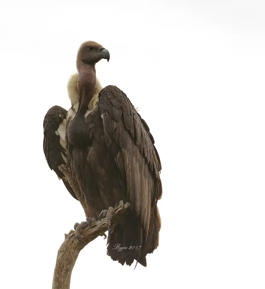 A large vulture perched on a branch, showcasing its distinctive features and feathers against a white background.