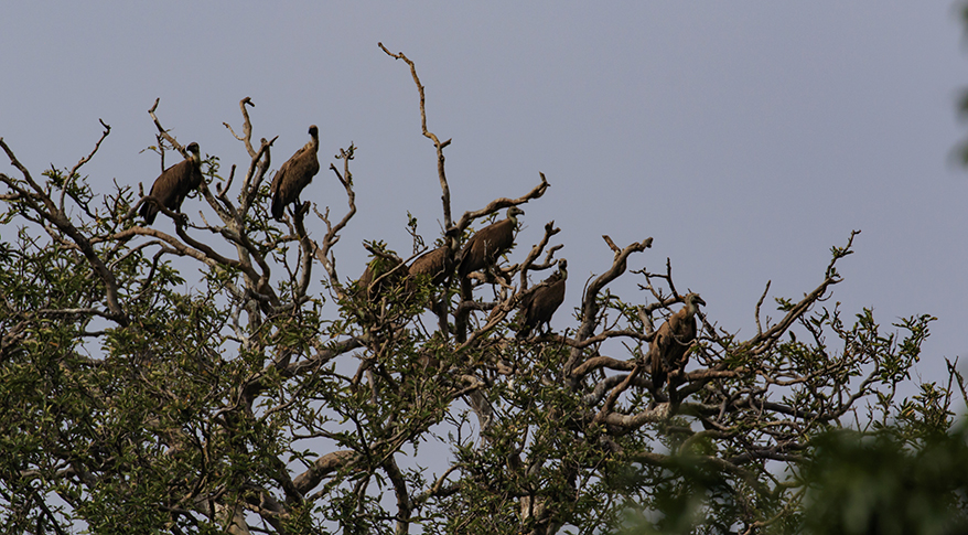 H. Byju: Watching Over the Last Vultures of the Nilgiris