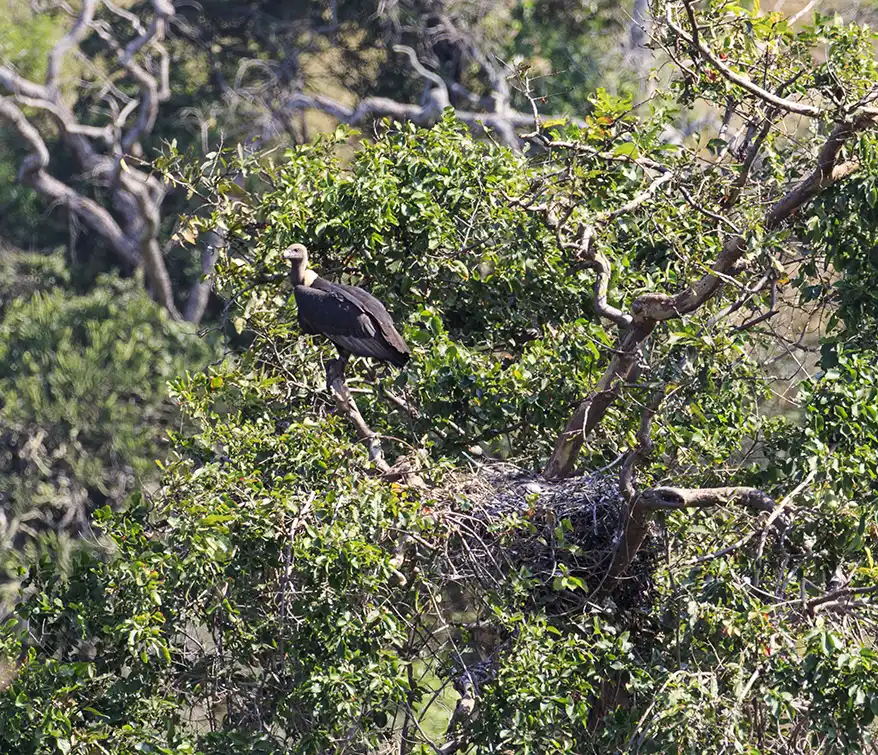 What distinguishes Byju’s work is his insistence on integrating traditional knowledge into conservation. Through ethnographic interviews with tribal and pastoral communities, he has recorded oral traditions that describe vultures as landscape guardians, creatures that once defined seasonal rhythms and cultural practices. He argues that “vulture culture matters” not just as folklore but as ecological wisdom that can enrich conservation strategies today. This approach has resulted in influential papers linking indigenous knowledge systems with modern conservation science.
