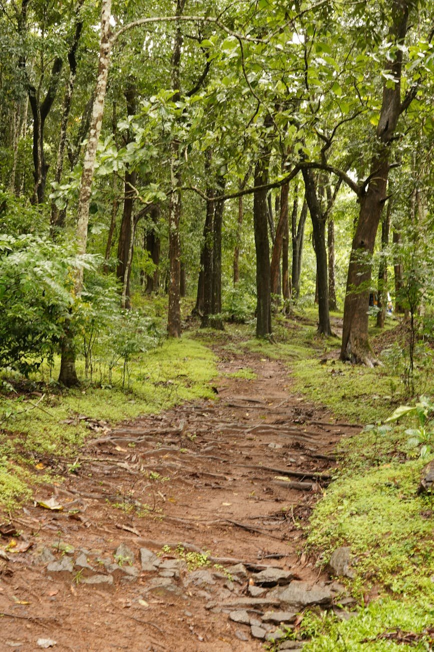 brown dirt road between green trees