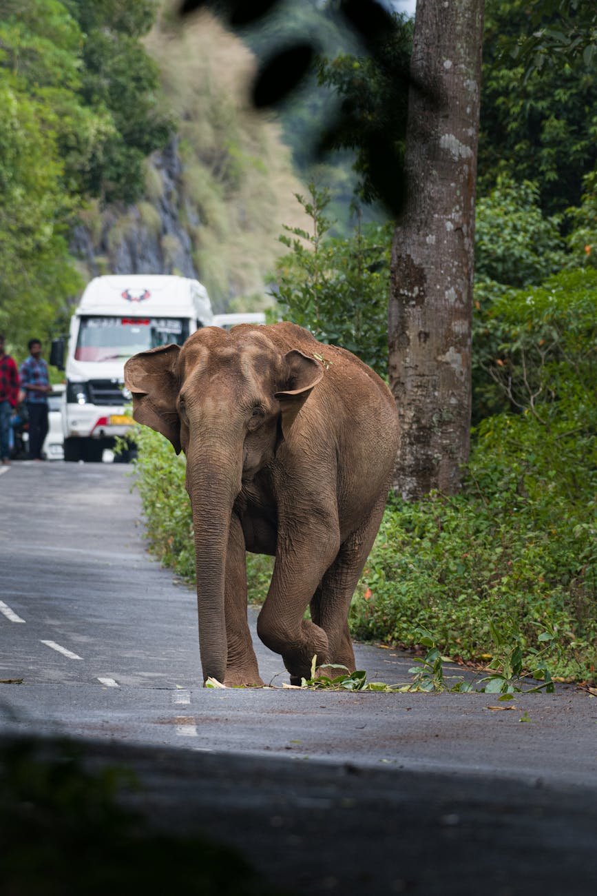 african elephant walking on the road