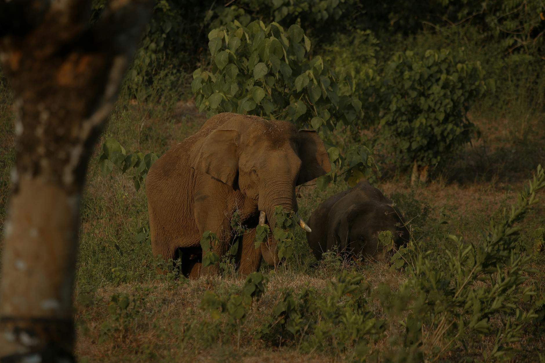 Kerala’s Killing Fields: How India’s Green Paradise is Failing Its Wild Elephants