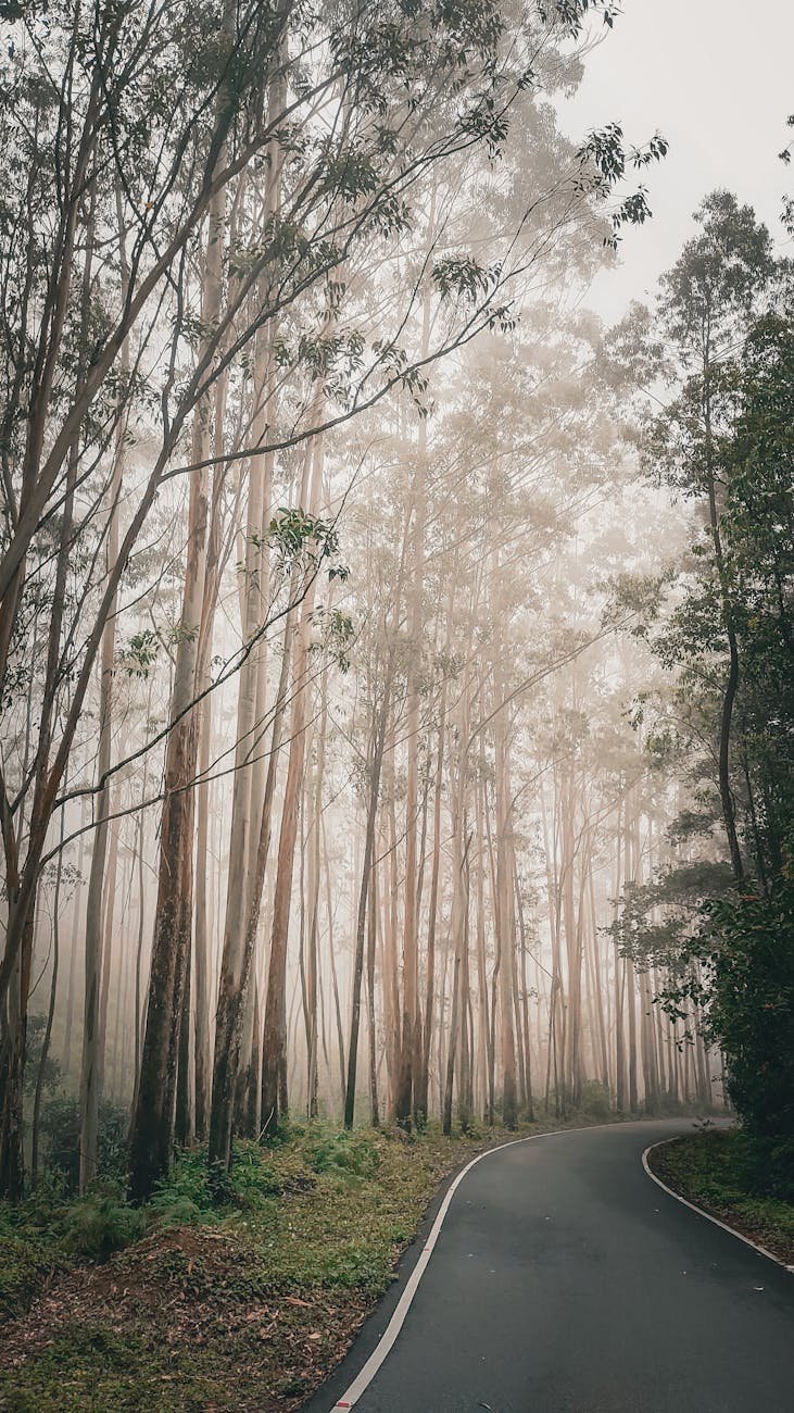 view of an asphalt road and trees in fog