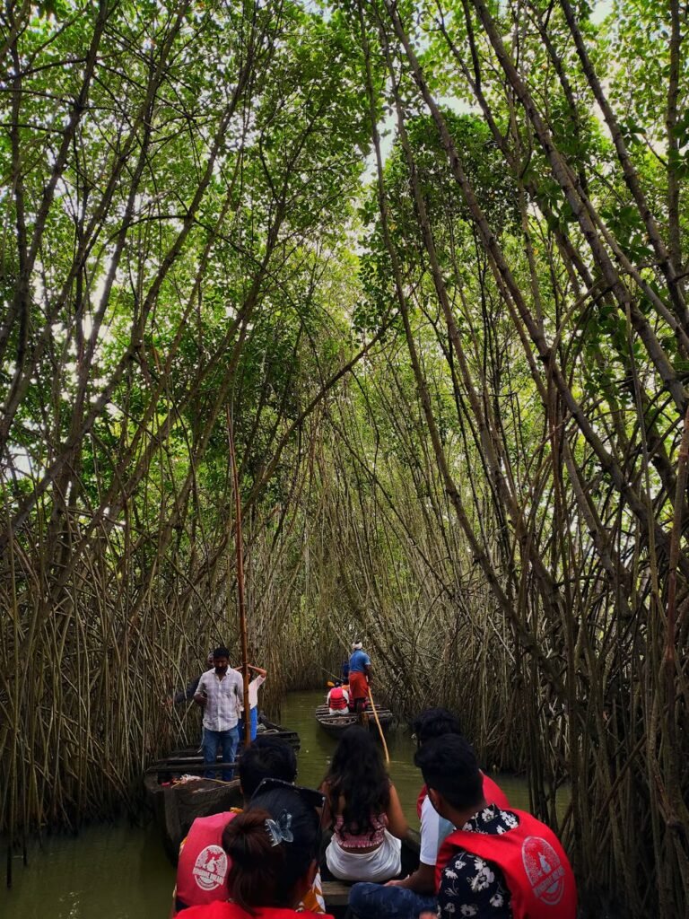mangrove boat tour in kerala india