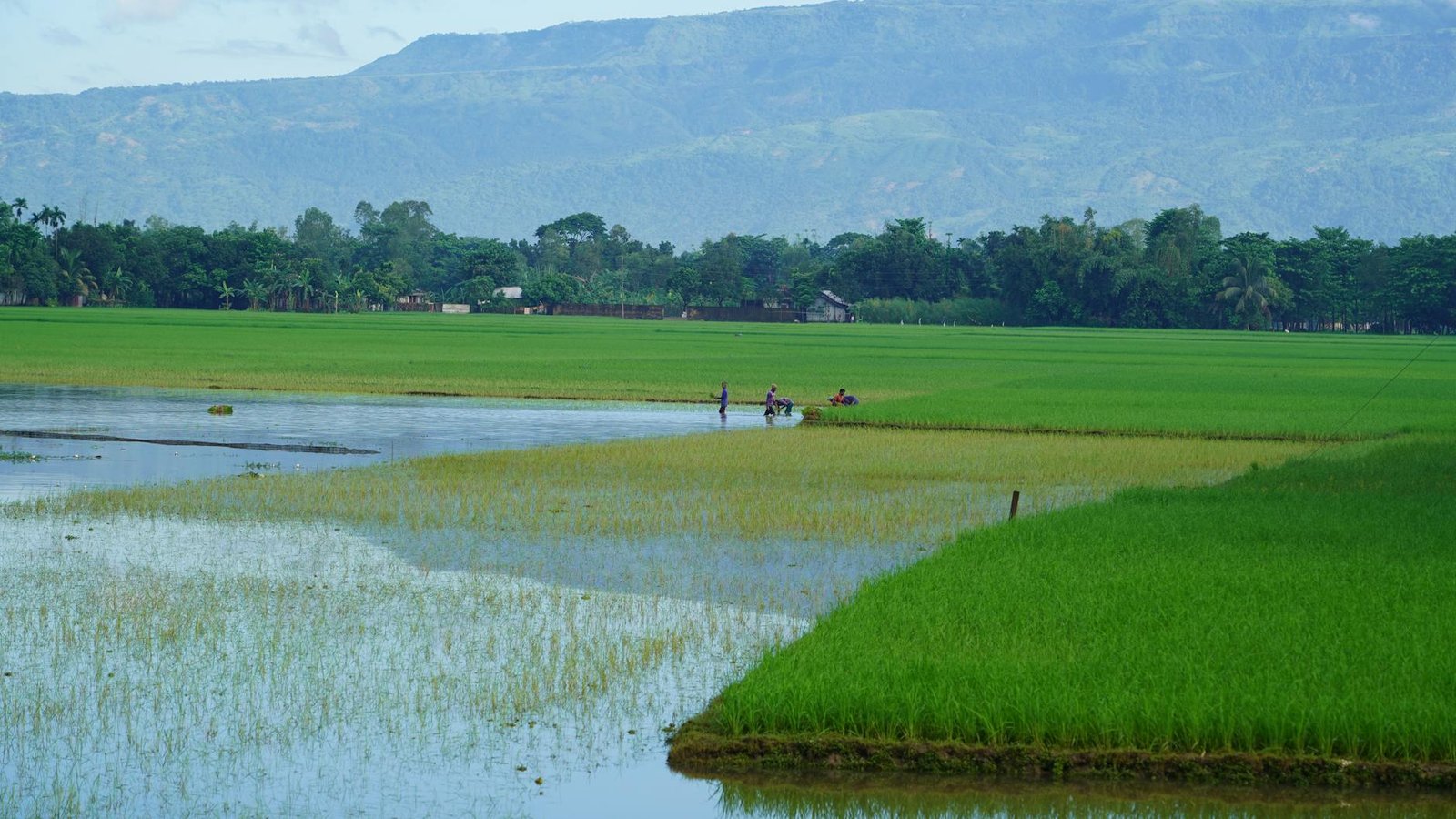tranquil rural scene in sunamganj bangladesh