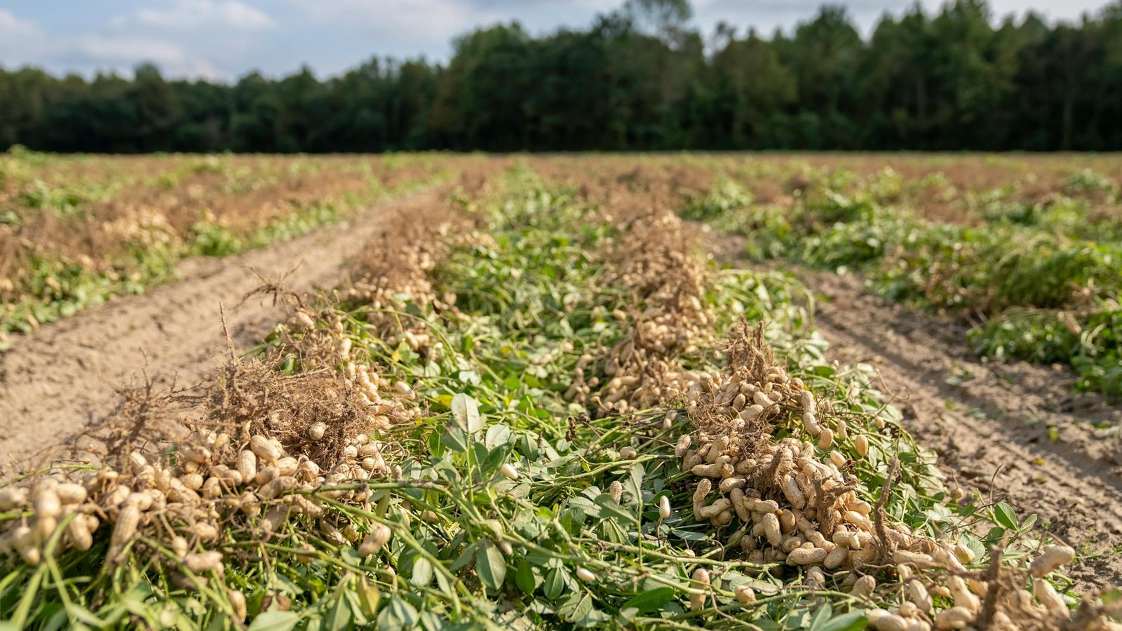 harvested peanuts on the ground