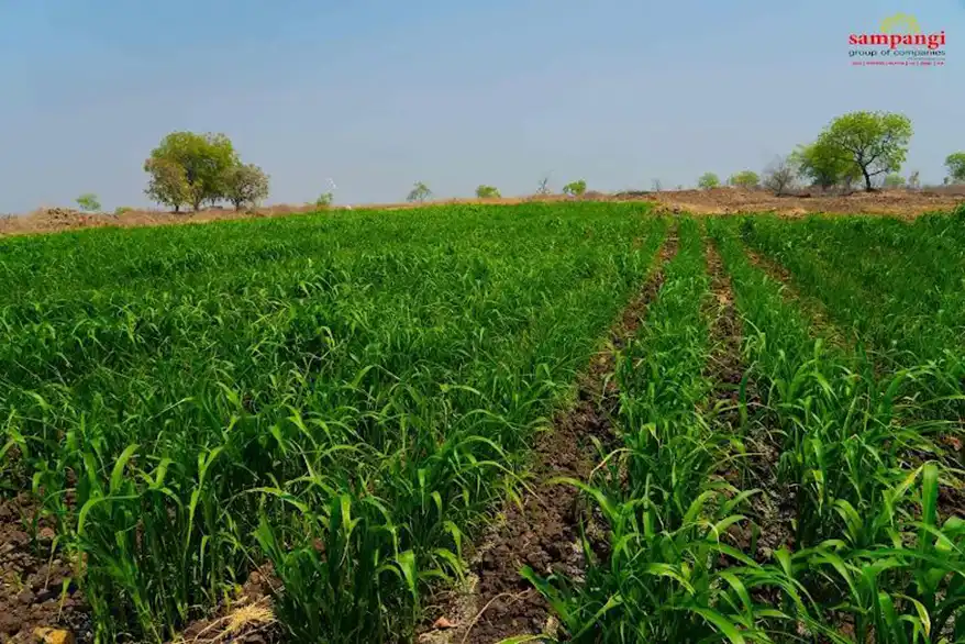 A lush green agricultural field with rows of crops under a clear blue sky, featuring a few trees in the background.