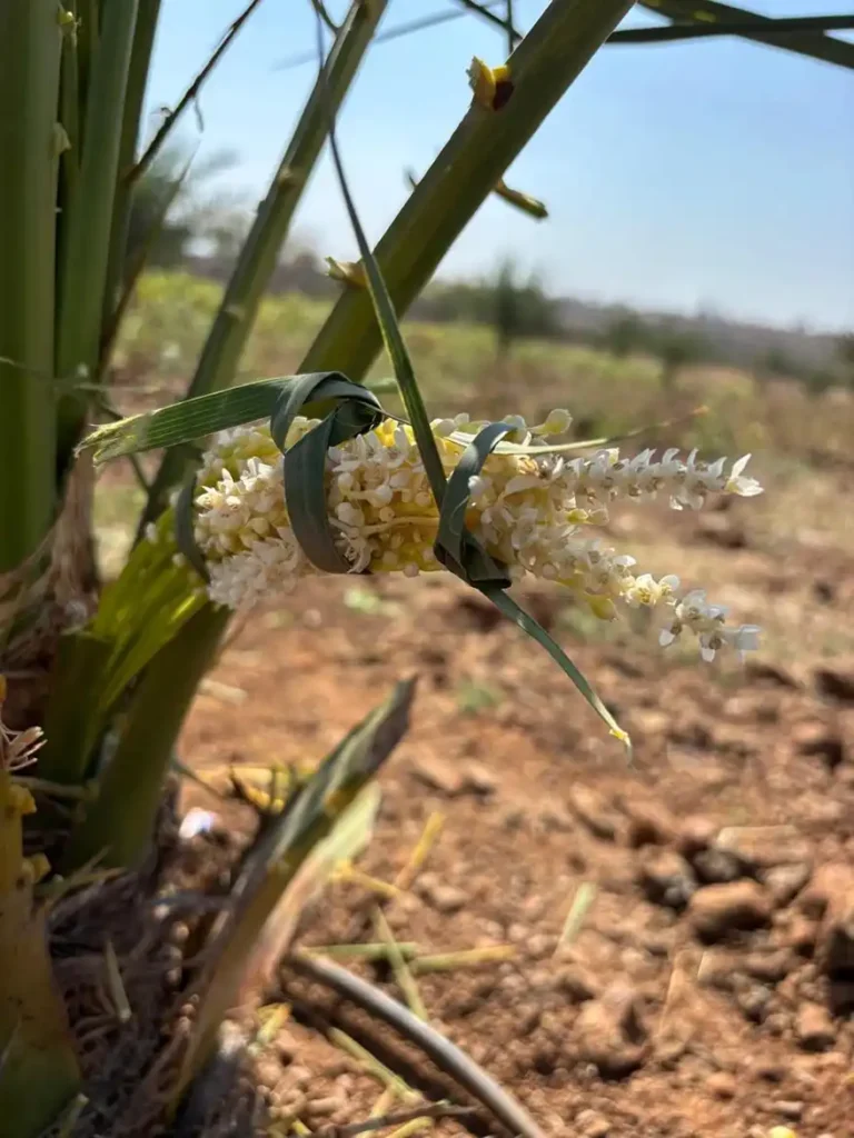 Agriculture has always been at the heart of Sampangi’s identity, and the Group is committed to transforming the sector through Agri-tech innovations. In collaboration with leading institutions such as IIT Tirupati, Sampangi has pioneered advanced solutions that bridge the gap between traditional farming practices and modern technology.