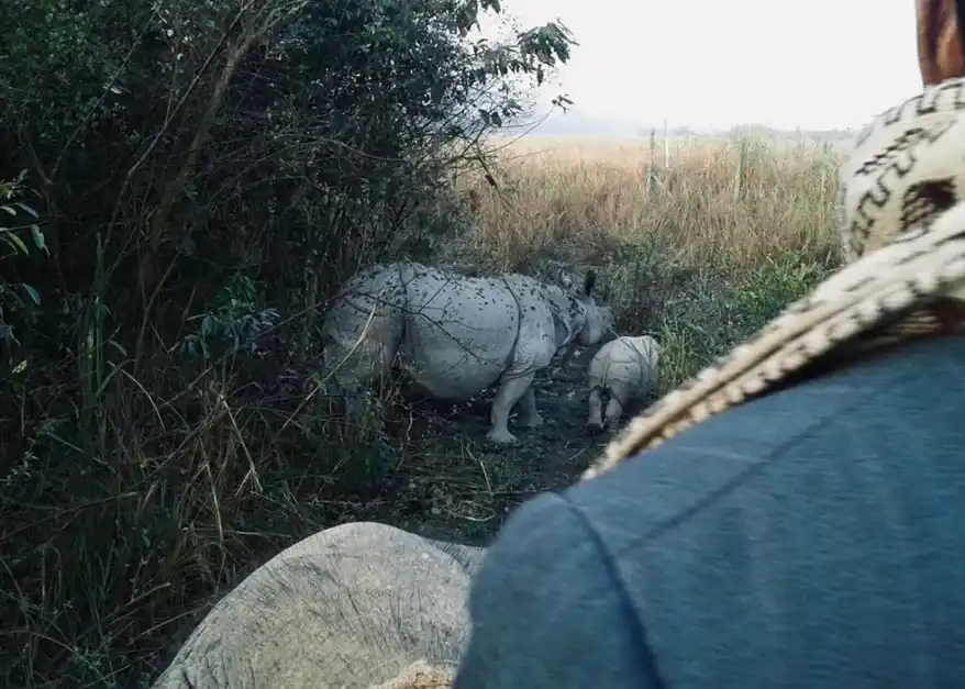 A glimpse of a one-horned rhinoceros and her calf in the grasslands of Kaziranga National Park, viewed from the back of an elephant amidst a backdrop of tall grasses and trees.
