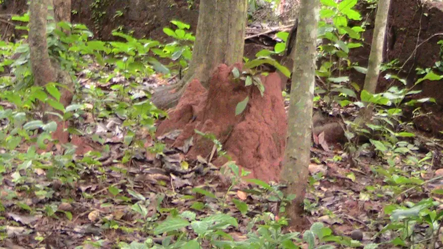 A dense forest with lush green foliage and a visible ant hill, surrounded by trees and scattered leaves on the forest floor.