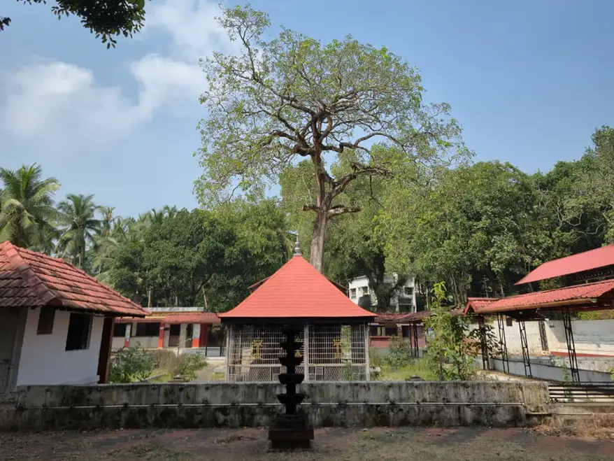 A view of a Kaavu in Kattayilkonam, Edackode, featuring a tall tree, a traditional structure with a red roof, and a natural green landscape.