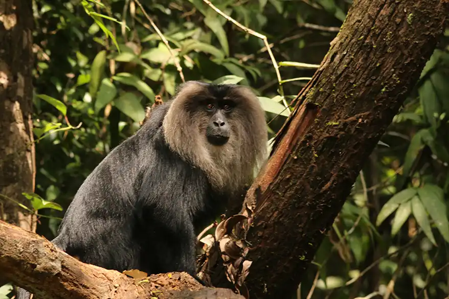 A lion-tailed macaque sitting on a tree branch surrounded by lush green forest foliage.