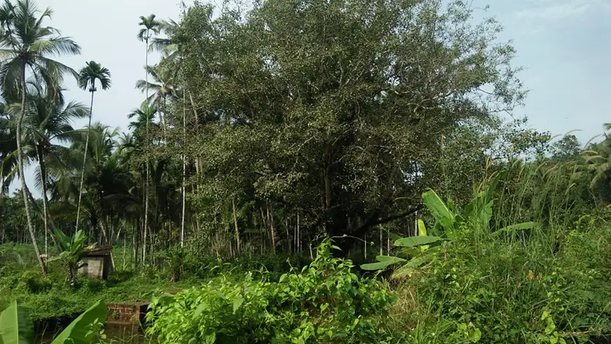 Kaavu near Mankada