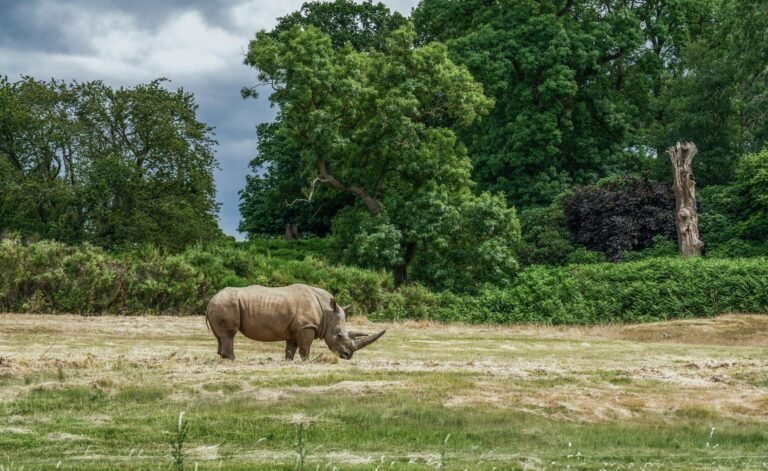 a rhino on a grass field