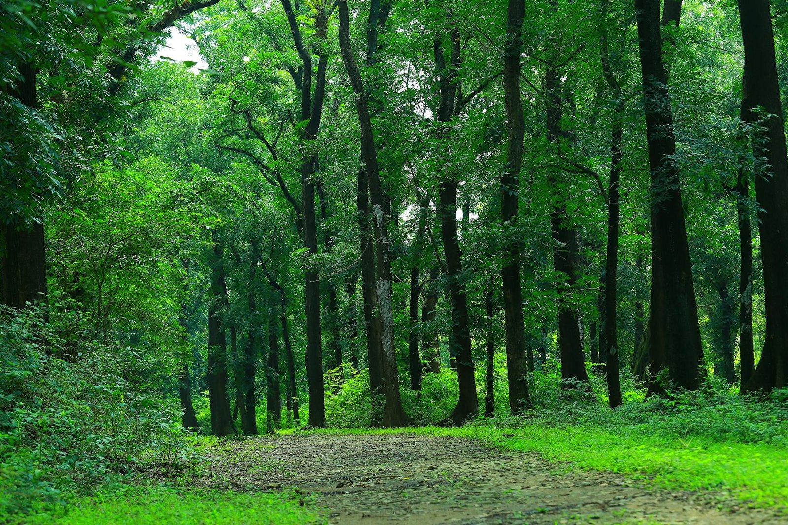 trail in green woods