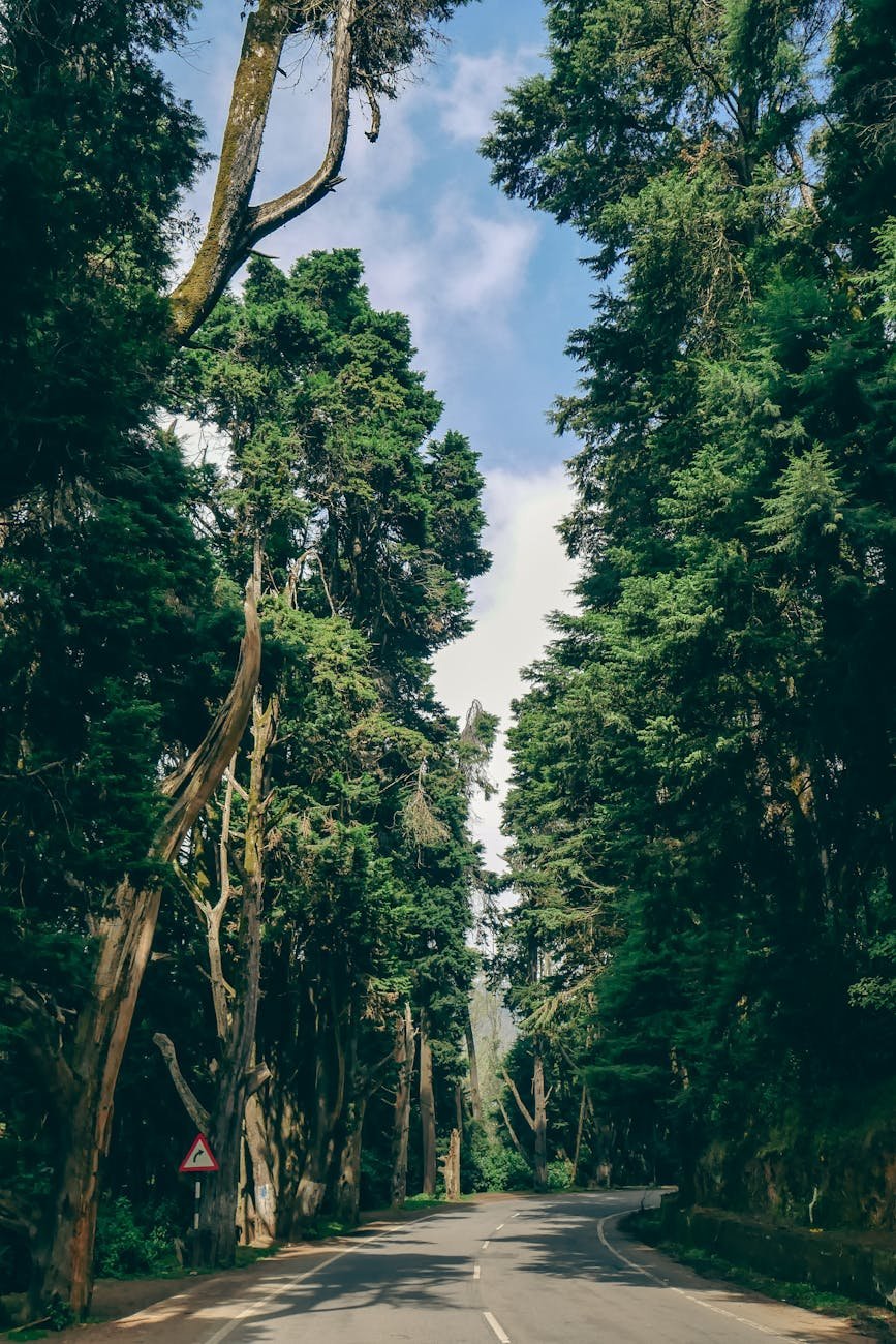 road along trees
