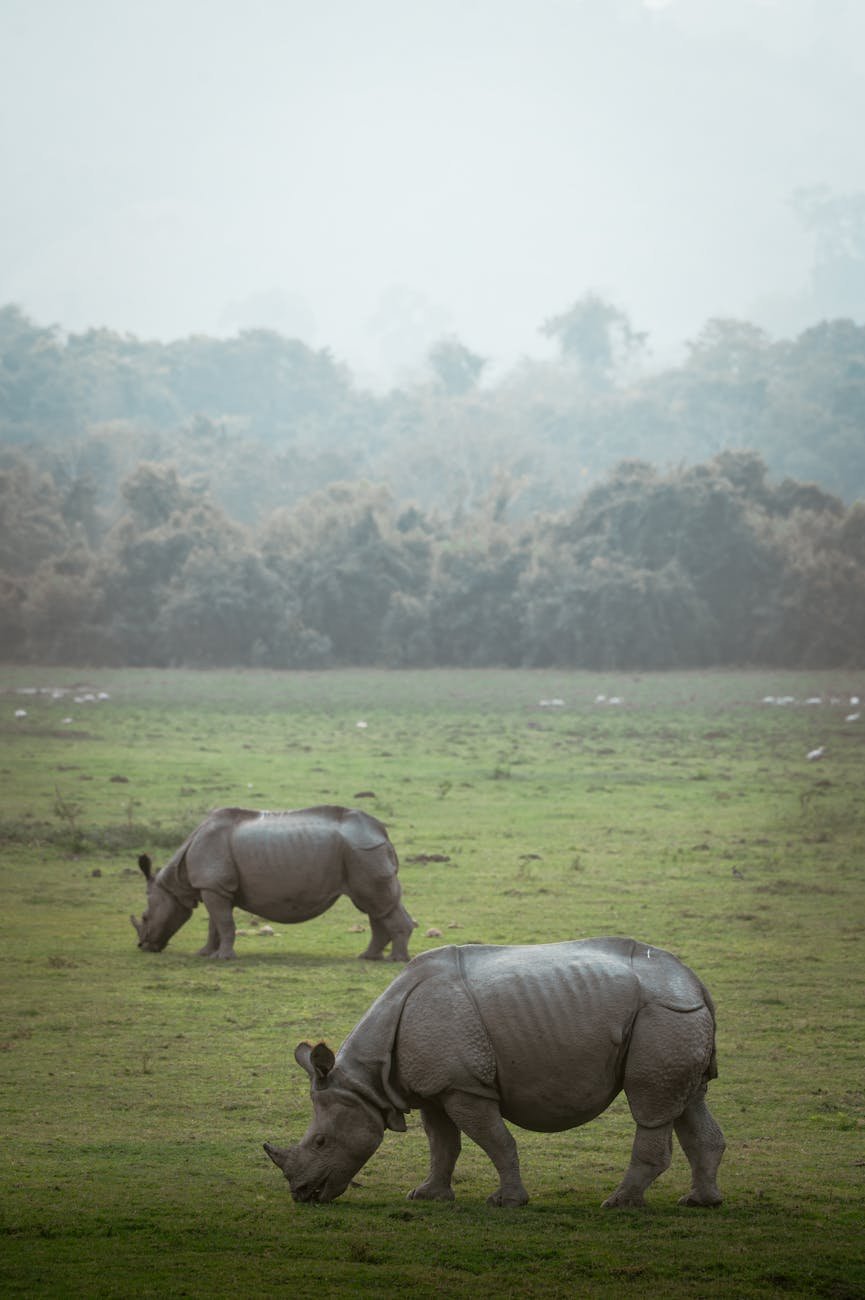 rhinos grazing in kaziranga national park