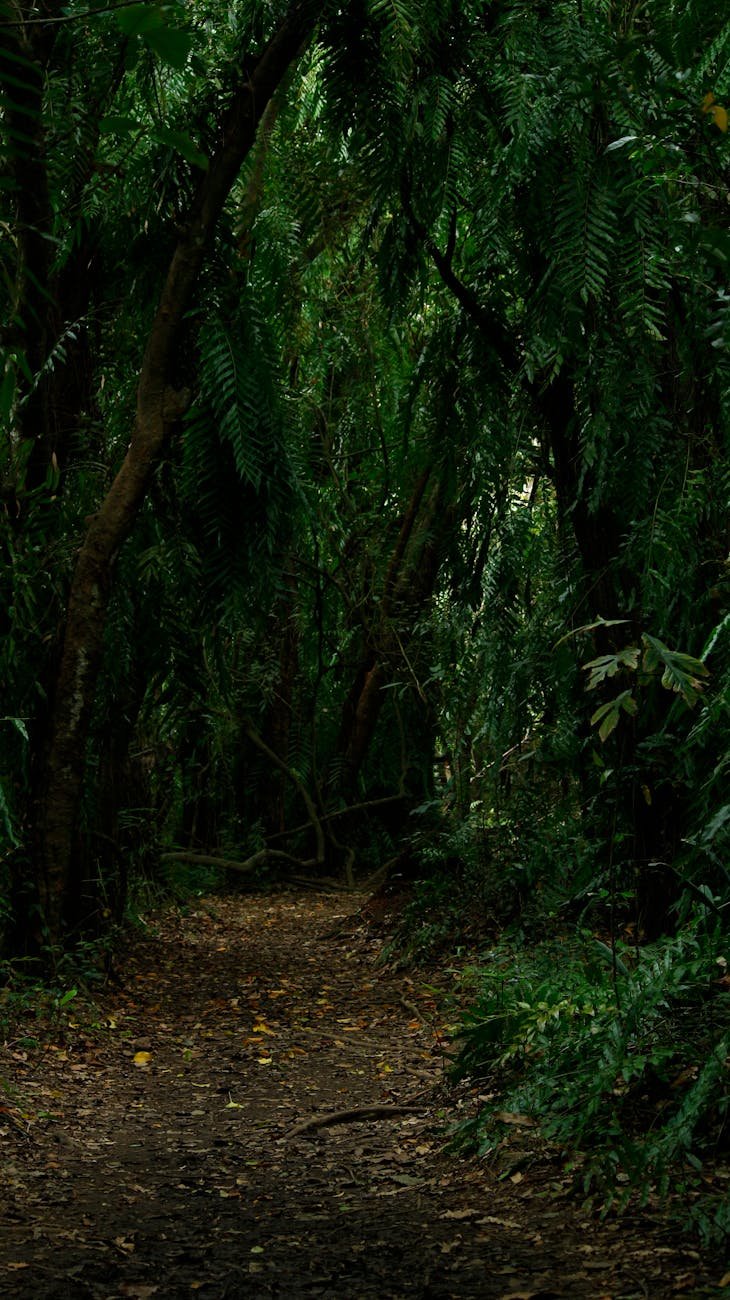 green forest