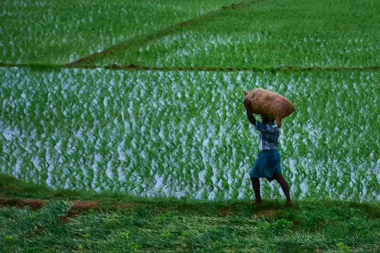 Paddy field