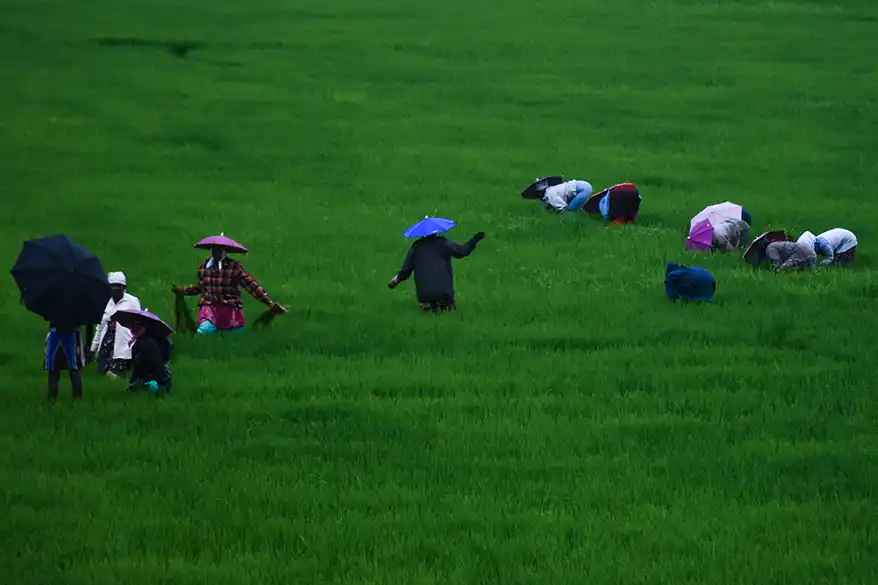 A group of people working in a lush green paddy field, some carrying umbrellas, showcasing traditional rice cultivation practices.