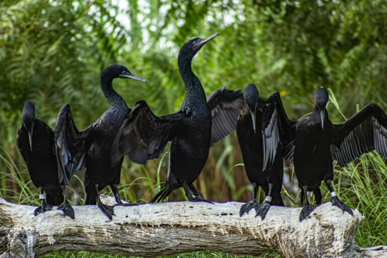 cormorants on a log in kalba uae wetlands