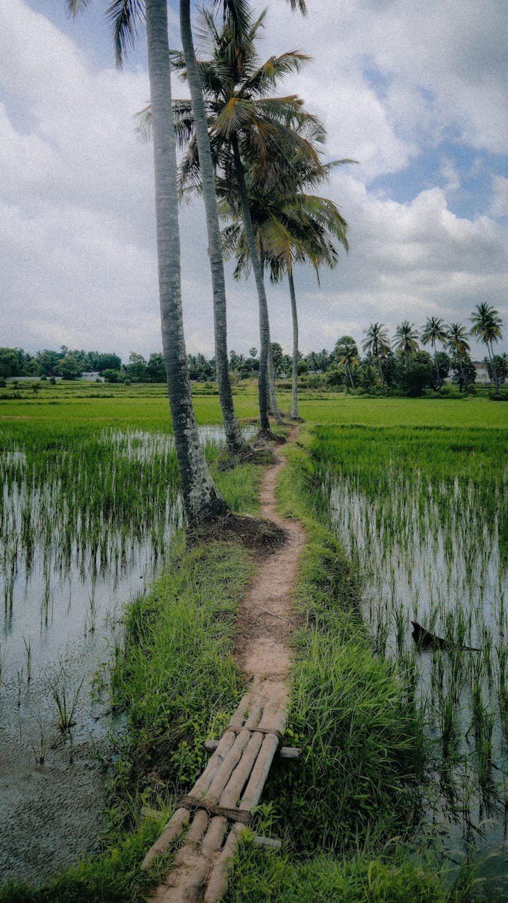 scenic pathway through kerala s lush paddy fields