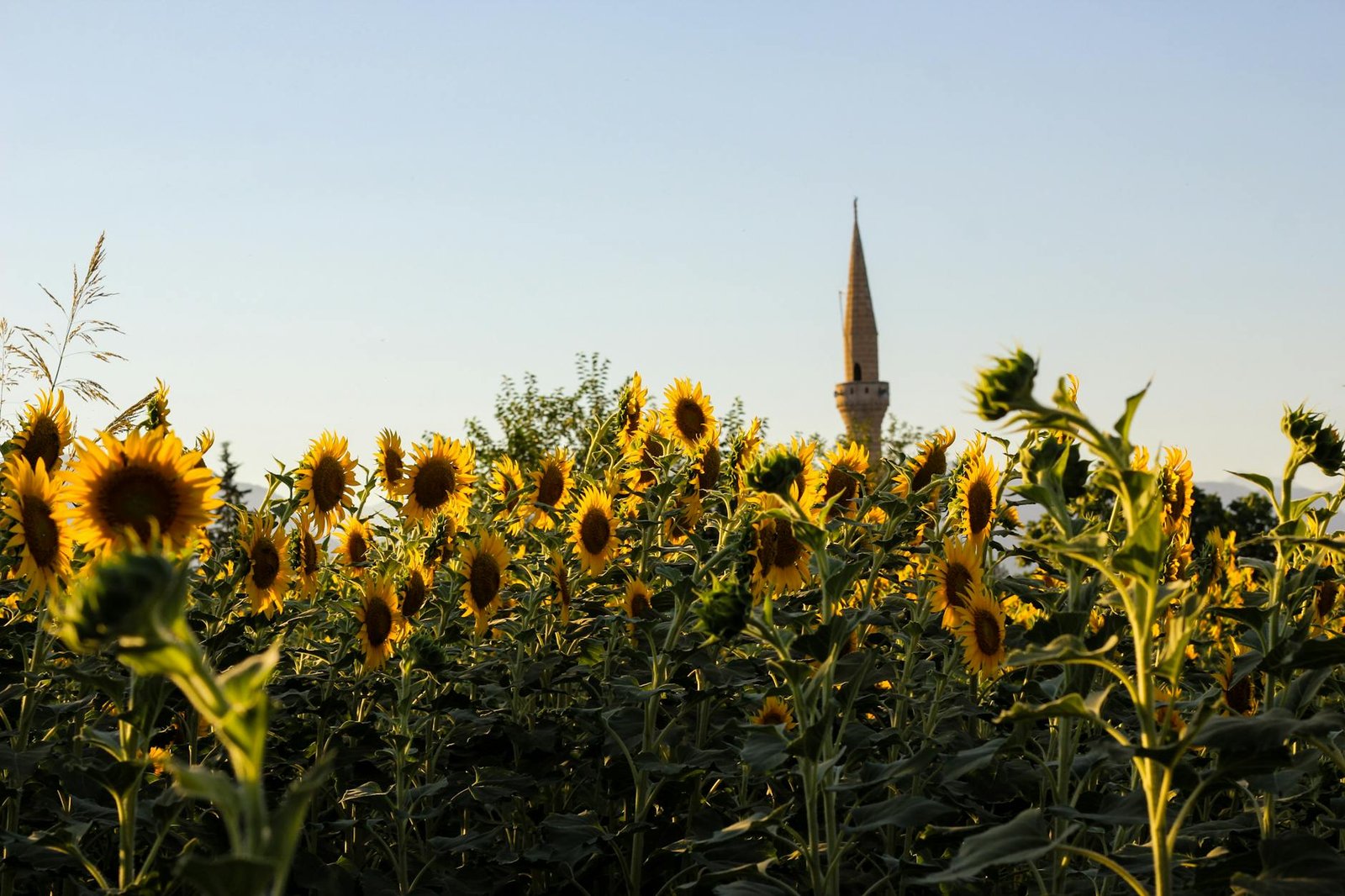 sunflower field with mosque minaret in the distance
