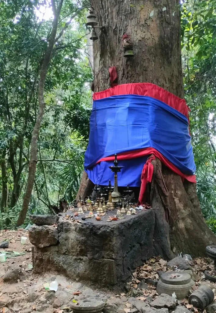 But this tree wasn’t just a botanical specimen. It was revered. Locals call it a “Pay-kavu” — kavu meaning sacred grove. “Pay” is variously glossed by locals; some link it to spirit-presence in the Tamil-Malayalam continuum, which feels apt for a place held apart by taboo and attention. Perhaps that’s fitting. The place carried a quiet sense of presence.